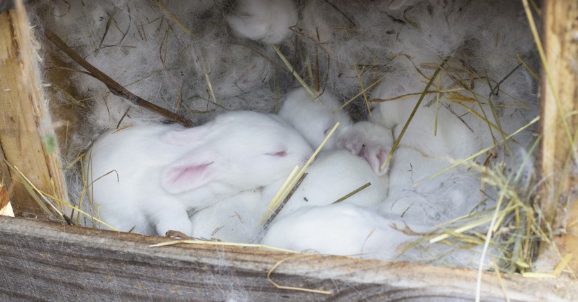 Ask Dr. Jenn: How Do I Care for an Orphaned Bunny?